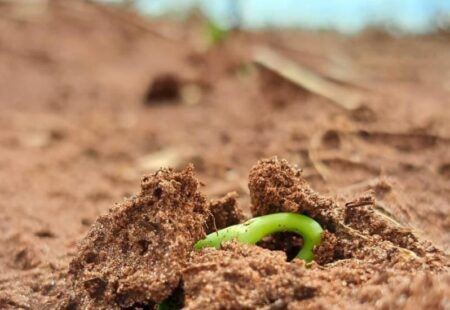Live sobre incêndios florestais e urbanos está disponível no YouTube